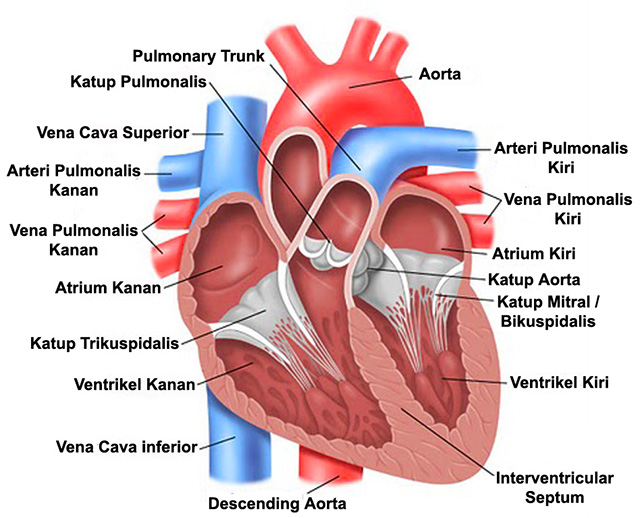 Struktur-Jantung